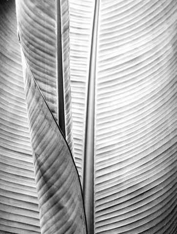 Metal BW Plant 1 White Modern Wood Framed Art Print with Double Matting by Allen, Kimberly