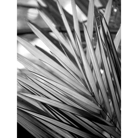 Metal BW Plant 2 Black Modern Wood Framed Art Print with Double Matting by Allen, Kimberly