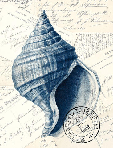 Shell Post 1 Black Ornate Wood Framed Art Print with Double Matting by Kimberly, Allen