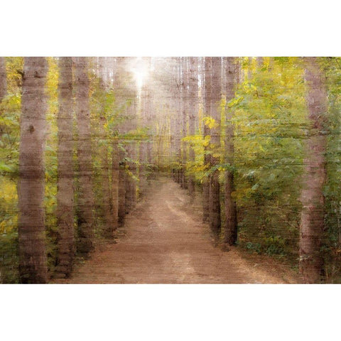 Sunlight Path Gold Ornate Wood Framed Art Print with Double Matting by Kimberly, Allen