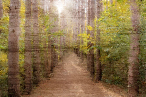 Sunlight Path White Modern Wood Framed Art Print with Double Matting by Kimberly, Allen