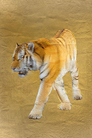 Tiger Gold v2 White Modern Wood Framed Art Print with Double Matting by Kimberly, Allen