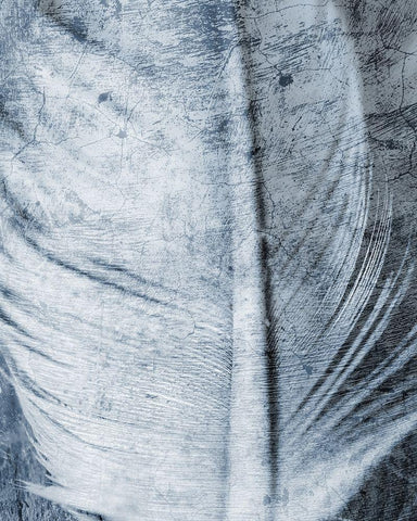 Up Close Feather 1 Black Ornate Wood Framed Art Print with Double Matting by Kimberly, Allen