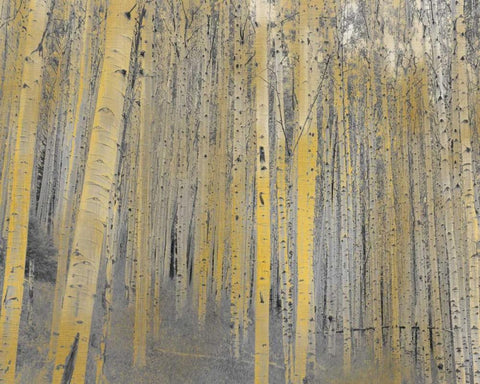 Aspen Forest in Gold White Modern Wood Framed Art Print with Double Matting by Allen, Kimberly