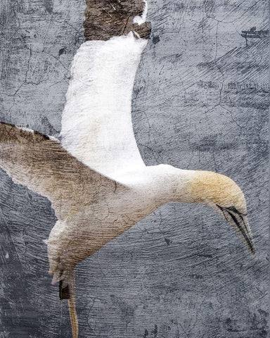 In Flight 1 Black Ornate Wood Framed Art Print with Double Matting by Kimberly, Allen