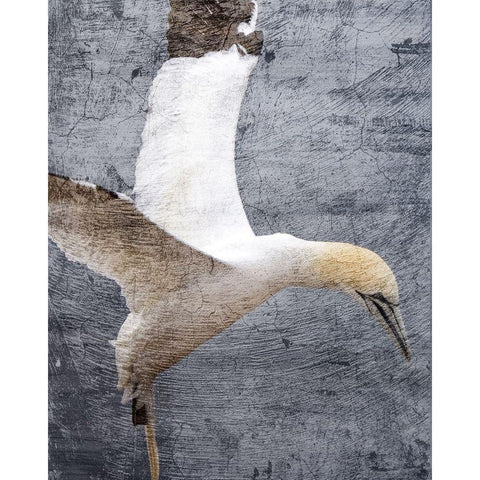 In Flight 1 Black Modern Wood Framed Art Print by Kimberly, Allen