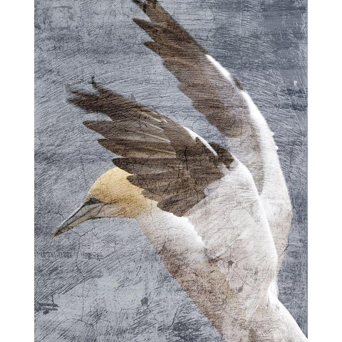 In Flight 2 White Modern Wood Framed Art Print by Kimberly, Allen