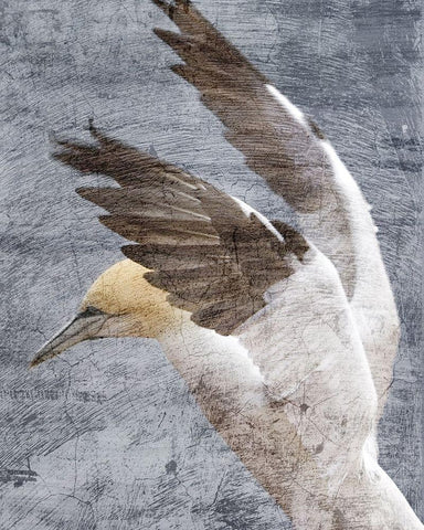 In Flight 2 Black Ornate Wood Framed Art Print with Double Matting by Kimberly, Allen