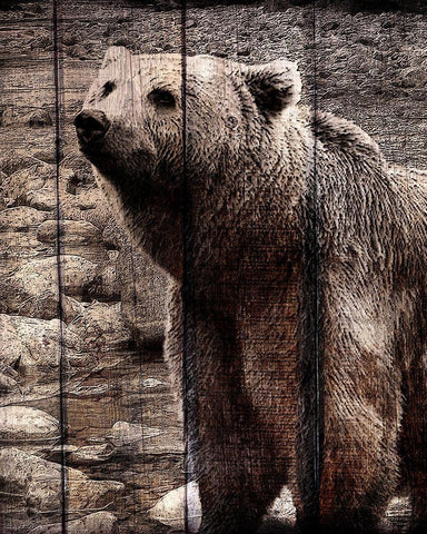 Into the Woods 3 White Modern Wood Framed Art Print with Double Matting by Kimberly, Allen