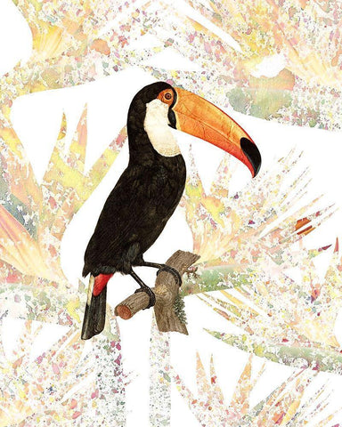 Toucan White Modern Wood Framed Art Print with Double Matting by Kimberly, Allen