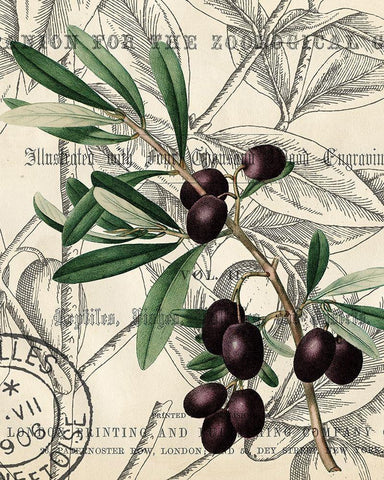 Olive Love 2 Black Ornate Wood Framed Art Print with Double Matting by Kimberly, Allen