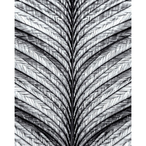 Black and White Feather 1 Black Modern Wood Framed Art Print with Double Matting by Kimberly, Allen