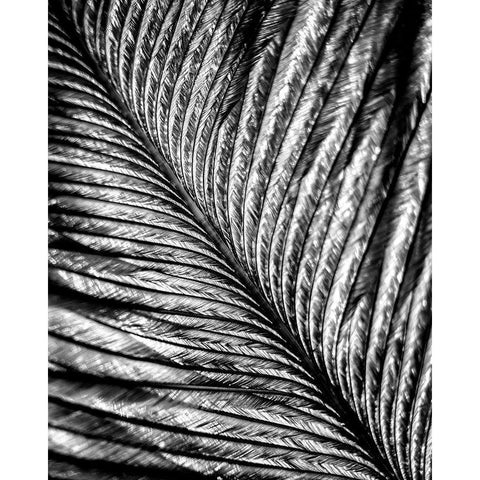 Black and White Feather 2 White Modern Wood Framed Art Print by Kimberly, Allen