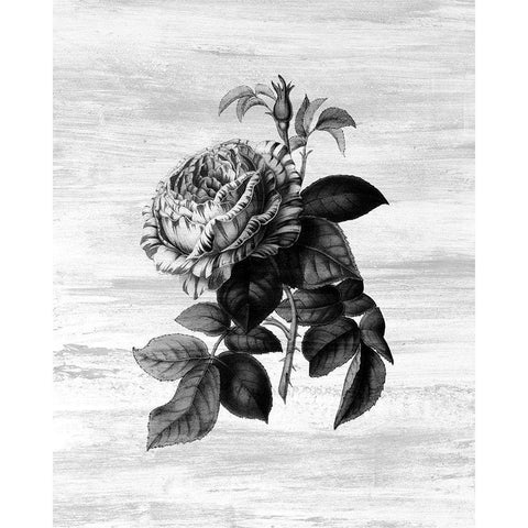 Botanical Flower 2 Black Modern Wood Framed Art Print with Double Matting by Kimberly, Allen