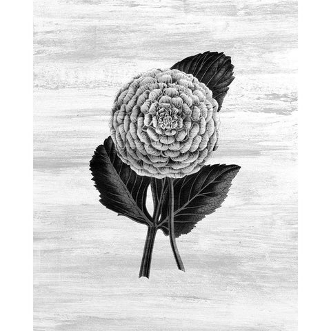 Botanical Flower 3 Black Modern Wood Framed Art Print with Double Matting by Kimberly, Allen