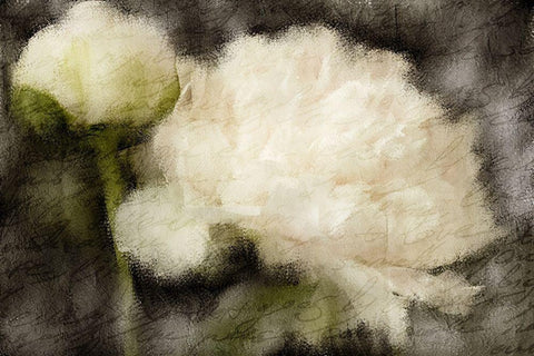 Peony Blooming White Modern Wood Framed Art Print with Double Matting by Kimberly, Allen