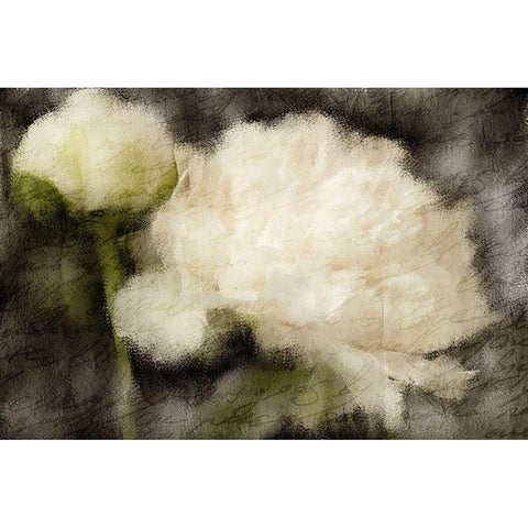 Peony Blooming White Modern Wood Framed Art Print by Kimberly, Allen