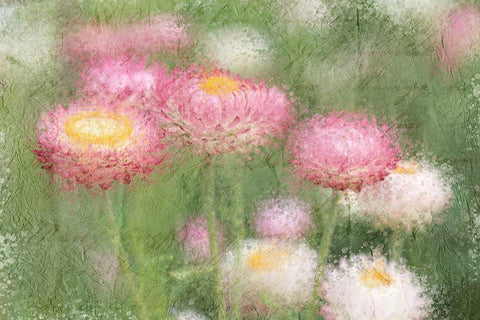 Pink Wild Black Ornate Wood Framed Art Print with Double Matting by Kimberly, Allen