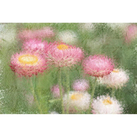 Pink Wild White Modern Wood Framed Art Print by Kimberly, Allen