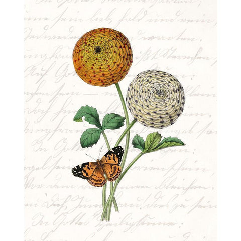 Dahlia 1 White Modern Wood Framed Art Print by Kimberly, Allen