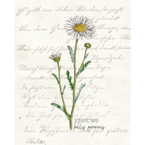 Daisy 1 Gold Ornate Wood Framed Art Print with Double Matting by Kimberly, Allen