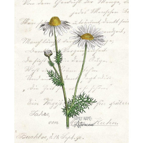 Daisy 2 Black Modern Wood Framed Art Print by Kimberly, Allen