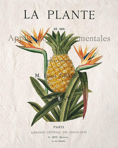 La Plante White Modern Wood Framed Art Print with Double Matting by Kimberly, Allen