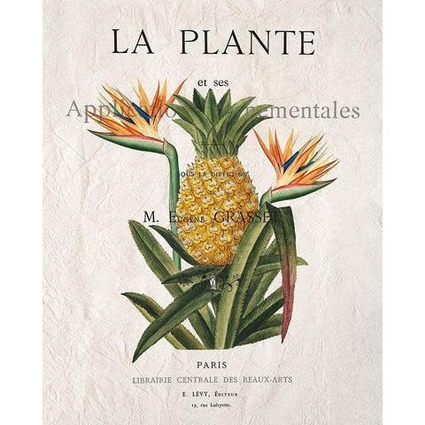 La Plante Black Modern Wood Framed Art Print by Kimberly, Allen
