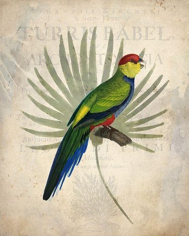 Parrot 1 Black Ornate Wood Framed Art Print with Double Matting by Kimberly, Allen