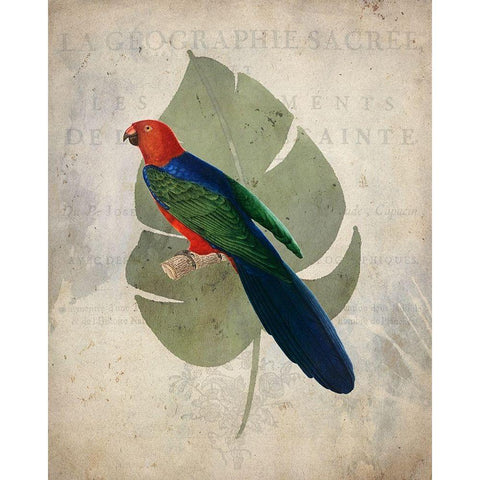 Parrot 2 White Modern Wood Framed Art Print by Kimberly, Allen