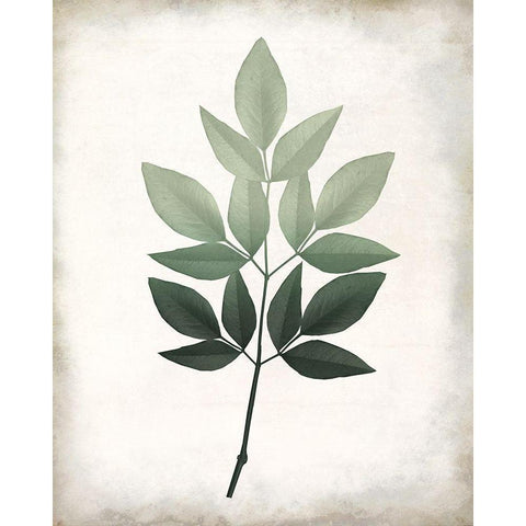 Vintage Botanical Greens 1 White Modern Wood Framed Art Print by Allen, Kimberly