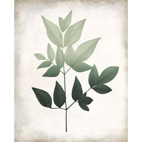 Vintage Botanical Greens 2 White Modern Wood Framed Art Print by Allen, Kimberly