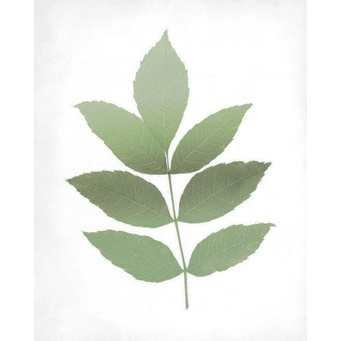 Leaves Print 1 White Modern Wood Framed Art Print by Kimberly, Allen