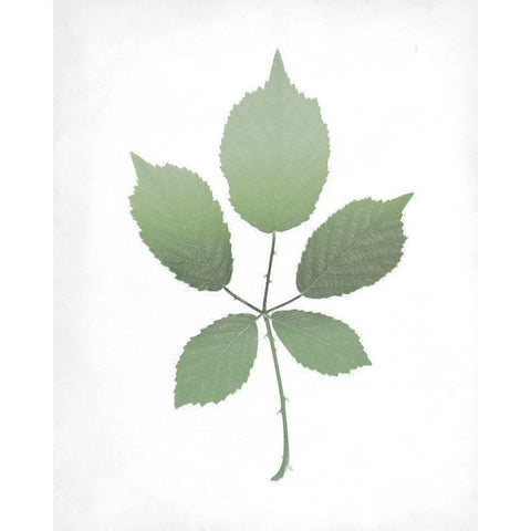 Leaves Print 2 White Modern Wood Framed Art Print by Kimberly, Allen