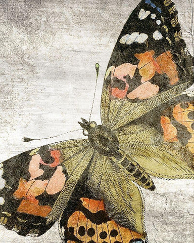 Vintage Butterfly 2 Black Ornate Wood Framed Art Print with Double Matting by Kimberly, Allen