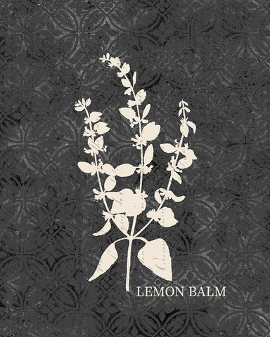 Fresh Lemon Balm White Modern Wood Framed Art Print with Double Matting by Kimberly, Allen