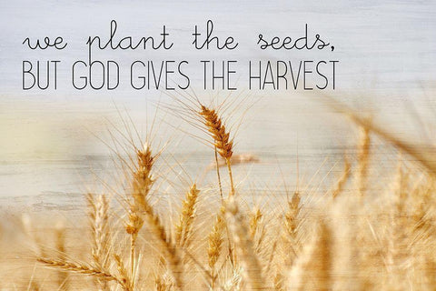 The Harvest White Modern Wood Framed Art Print with Double Matting by Kimberly, Allen
