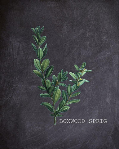 Blackboard Botanical 1 White Modern Wood Framed Art Print with Double Matting by Kimberly, Allen