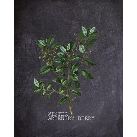 Blackboard Botanical 2 Black Modern Wood Framed Art Print with Double Matting by Kimberly, Allen