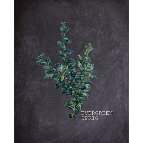 Blackboard Botanical 3 Black Modern Wood Framed Art Print with Double Matting by Kimberly, Allen