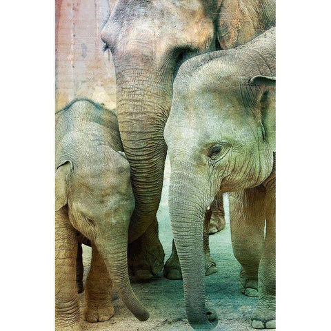 Elephant Family Black Modern Wood Framed Art Print with Double Matting by Kimberly, Allen