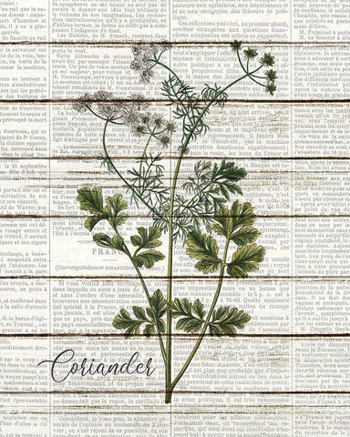 Coriander White Modern Wood Framed Art Print with Double Matting by Kimberly, Allen
