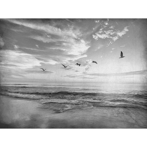 Soaring Above The Sea Black Modern Wood Framed Art Print with Double Matting by Kimberly, Allen