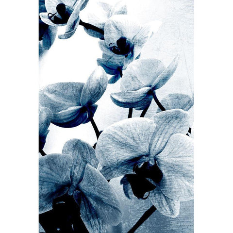 Climbing Orchids Gold Ornate Wood Framed Art Print with Double Matting by Kimberly, Allen