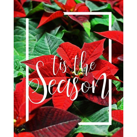 Tis the Season Foliage Black Modern Wood Framed Art Print with Double Matting by Kimberly, Allen