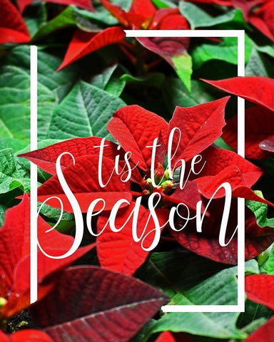 Tis the Season Foliage White Modern Wood Framed Art Print with Double Matting by Kimberly, Allen
