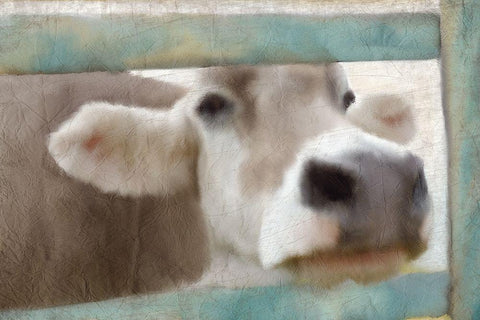 Out of the Fence White Modern Wood Framed Art Print with Double Matting by Kimberly, Allen