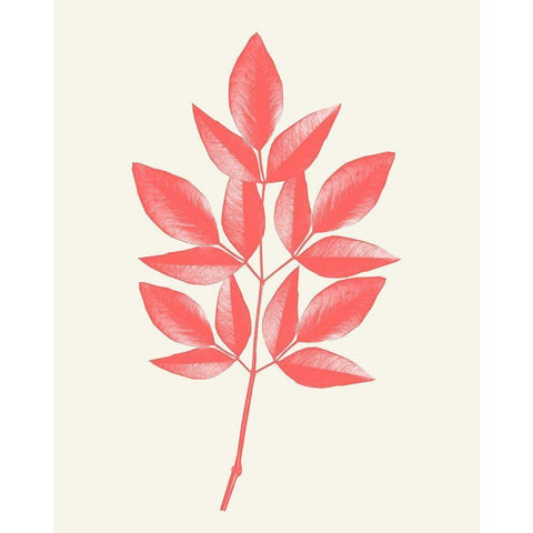 Coral Leaves 1 White Modern Wood Framed Art Print by Kimberly, Allen