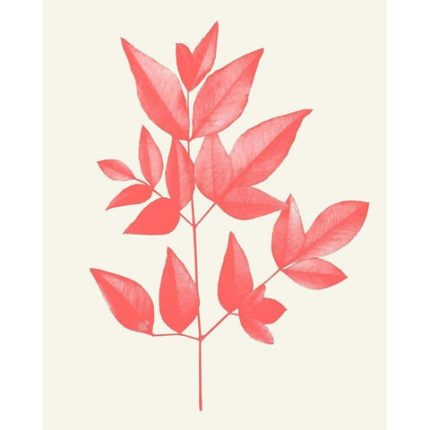 Coral Leaves 2 Black Modern Wood Framed Art Print with Double Matting by Kimberly, Allen