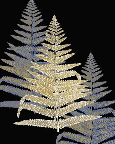 Gilded Fern 2 Black Ornate Wood Framed Art Print with Double Matting by Kimberly, Allen